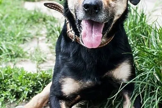 Wyjątkowy Diego, przyjazny psiak szuka wyjątkowego