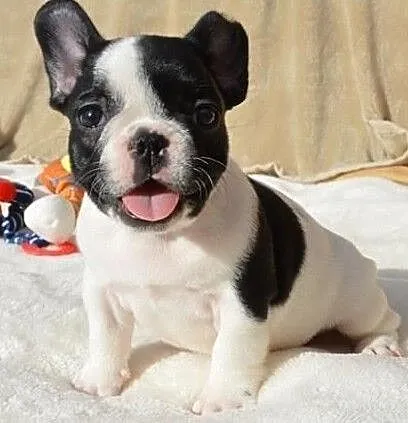 Buldog Francuski Szczenieta, Śląskie, Żory
