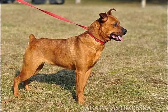 Prawdziwe psie cudeńko - kochana Stefa! :)