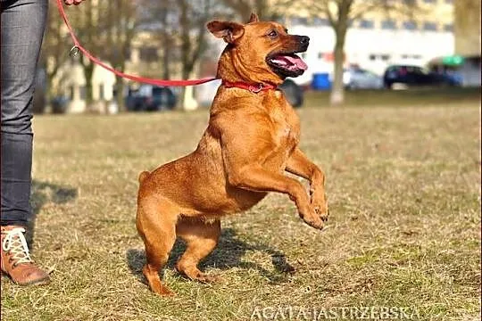 Prawdziwe psie cudeńko - kochana Stefa! :)