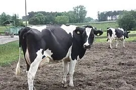 Krowy i pierwiastki oraz jałowice cielne z Niemiec, Kobylin
