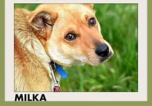 MILKA,średnia,przyjazna,wesoła suczka biszkoptowa.