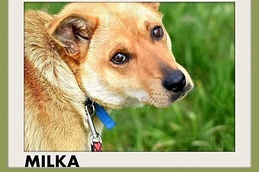 MILKA,średnia,przyjazna,wesoła suczka biszkoptowa.