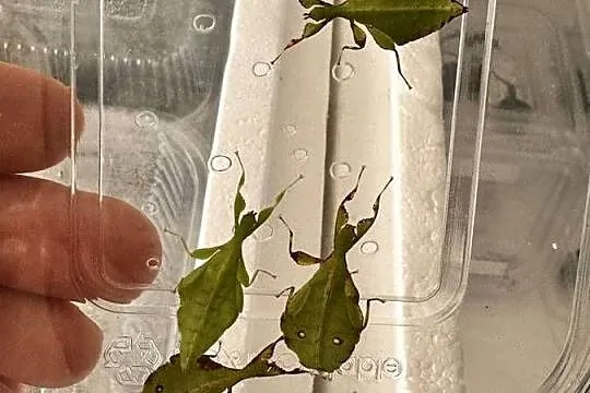 Phyllium gardabagusi „ Argopuro” Java Indonezja Liscce lisciec straszyk