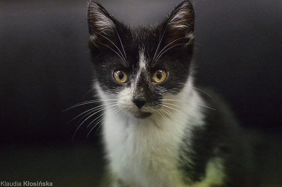 Batman, rozbrykany kocurek, żywiołowy maluch adopc