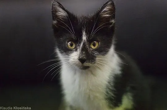 Batman, rozbrykany kocurek, żywiołowy maluch adopc
