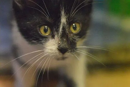 Batman, rozbrykany kocurek, żywiołowy maluch adopc