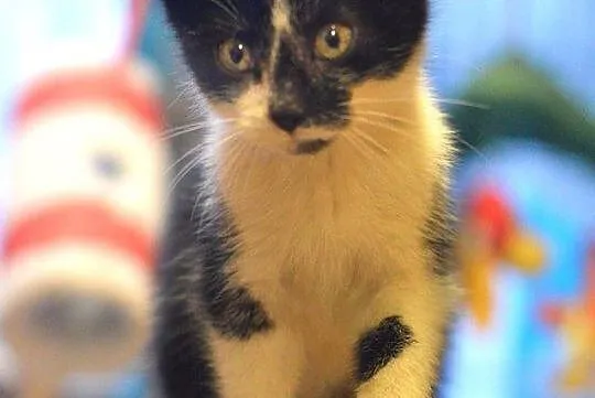 Batman, rozbrykany kocurek, żywiołowy maluch adopc