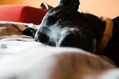Figaro nieśmiało rozgląda się za własnym domkiem..
