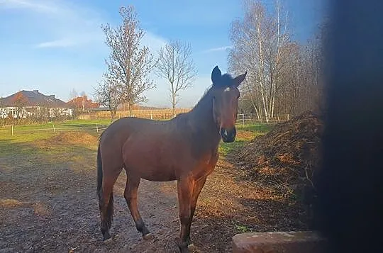 Wałach małopolski- szybka sprzedaz negocjacja/ zamiana na klacz, , Woźniaków