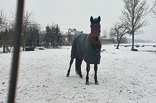 Wałach małopolski- szybka sprzedaz negocjacja/ zamiana na klacz, , Woźniaków