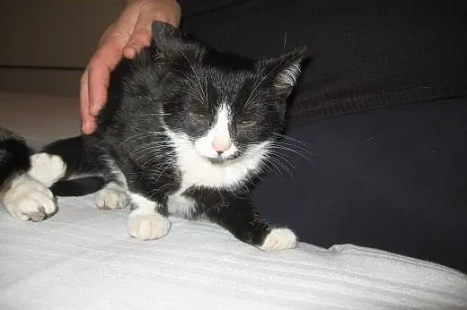 Dwie kociczki i kocurek 2-3 miesieczne,adopcja!!, 