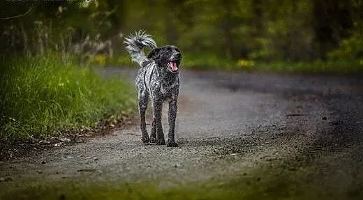 Psi ideał do adopcji, Łatek, dolnośląskie Lubin