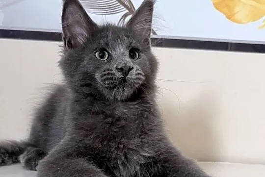 Maine Coon - kocięta !