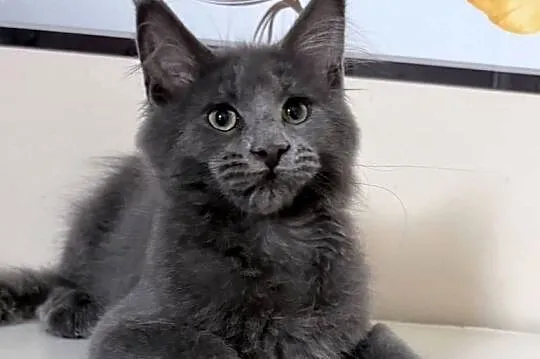 Maine Coon - kocięta !, Dolnośląskie, Wińsko