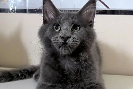 Maine Coon - kocięta !, Dolnośląskie, Wińsko