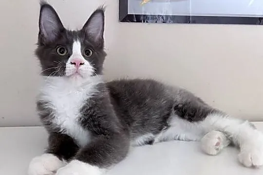 Maine Coon - kocięta !, Dolnośląskie, Wińsko