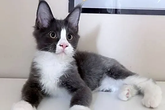 Maine Coon - kocięta !, Dolnośląskie, Wińsko