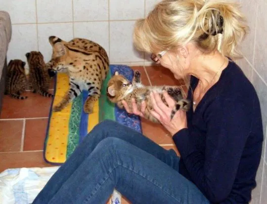 serwali i savannah, rasy karakal! Kocięta serwali, savannah i karakali są gotowe, , Warszawka