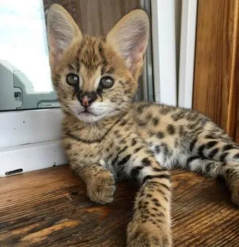 serwali i savannah, rasy karakal! Kocięta serwali, savannah i karakali są gotowe, , Warszawka