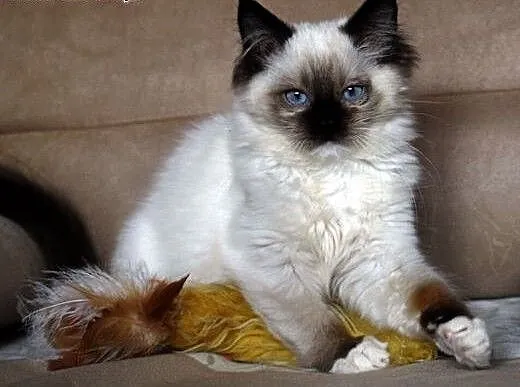 Kocięta Ragdoll-ostatnia dziewczynka już do odbior