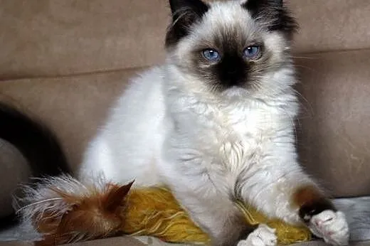 Kocięta Ragdoll-ostatnia dziewczynka już do odbior