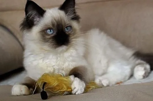 Kocięta Ragdoll-ostatnia dziewczynka już do odbior