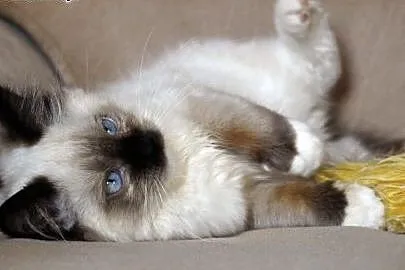 Kocięta Ragdoll-ostatnia dziewczynka już do odbior