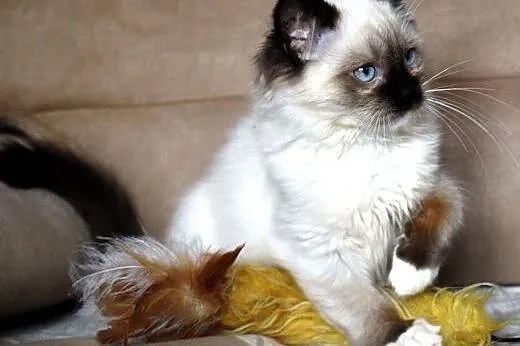 Kocięta Ragdoll-ostatnia dziewczynka już do odbior