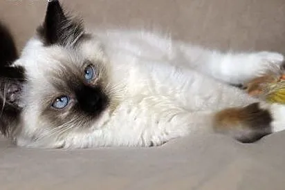 Kocięta Ragdoll-ostatnia dziewczynka już do odbior