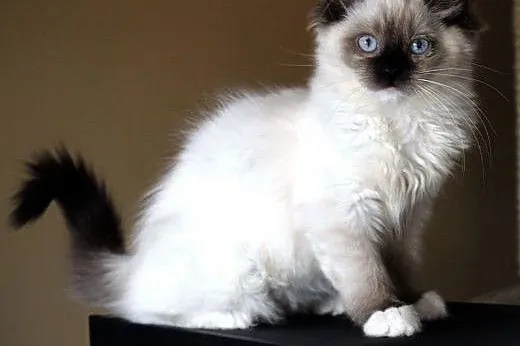 Kocięta Ragdoll-ostatnia dziewczynka już do odbior