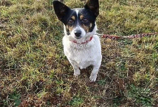 Do adopcji - mały Amigo do adopcji, przygarnij okr