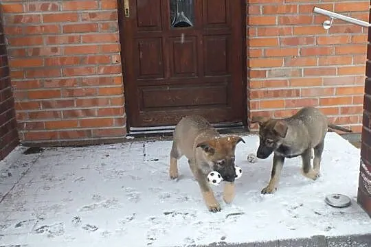 Owczarki niemieckie użytkowe