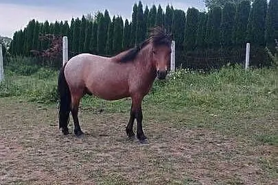 Sprzedam dwa kucyki, Mazowieckie, Radziwiłłów