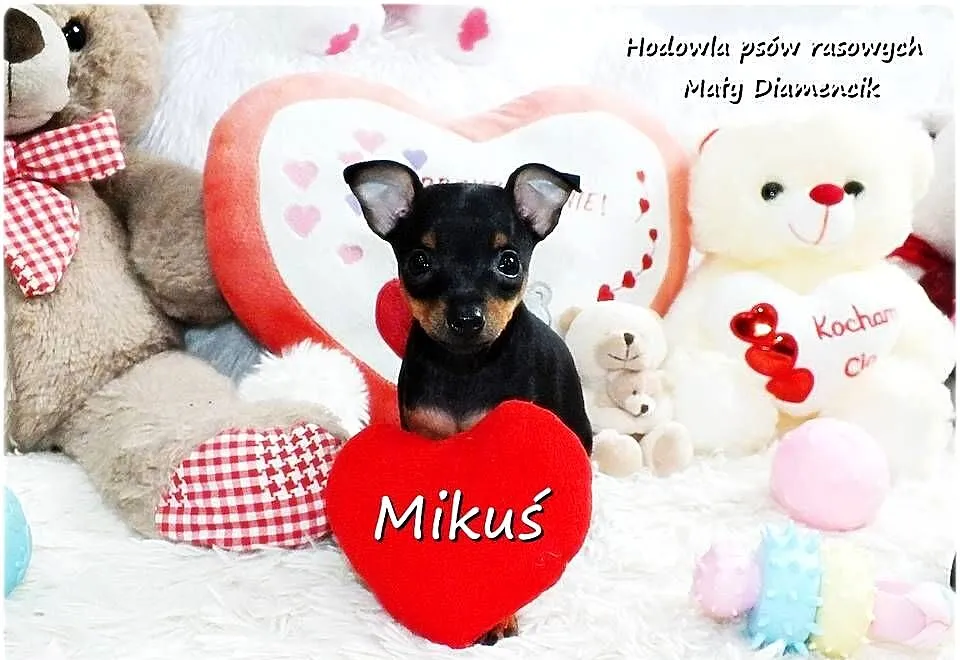 Piesek Miluś Ratlerek XS! MINI ! Pinczer miniaturowy z Rodowodem, Lubuskie, Żary