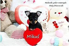 Piesek Miluś Ratlerek XS! MINI ! Pinczer miniaturowy z Rodowodem