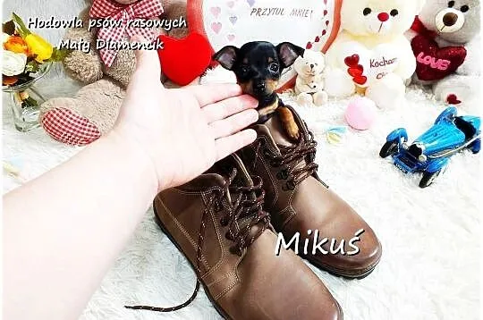 Piesek Miluś Ratlerek XS! MINI ! Pinczer miniaturowy z Rodowodem, Lubuskie, Żary