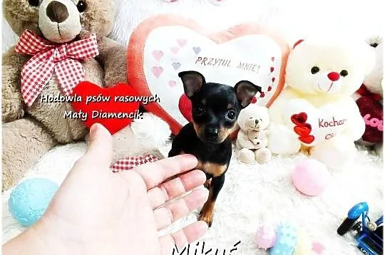 Piesek Miluś Ratlerek XS! MINI ! Pinczer miniaturowy z Rodowodem, Lubuskie, Żary