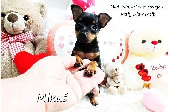 Piesek Miluś Ratlerek XS! MINI ! Pinczer miniaturowy z Rodowodem, Lubuskie, Żary