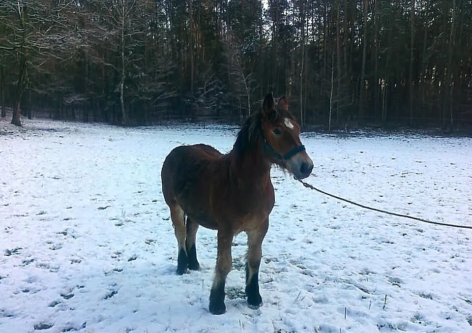 Sprzedam źrebicę z obustronnym pochodzeniem