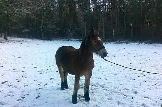 Sprzedam źrebicę z obustronnym pochodzeniem