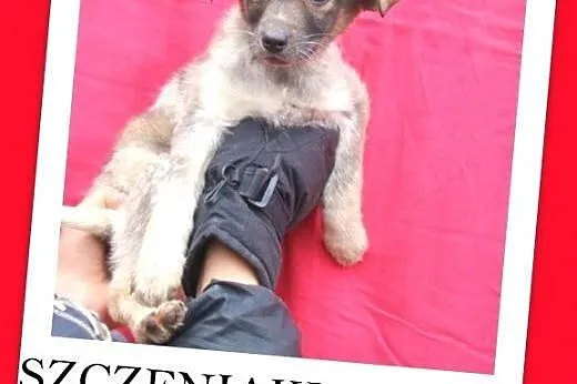 3 mies. szczeniaczki,suczki AISZKI średnie docelowo,  mazowieckie Warszawa