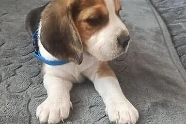 Beagle, Małopolskie, Lubasz