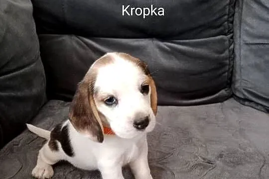 Beagle, Małopolskie, Lubasz