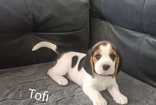 Beagle, Małopolskie, Lubasz