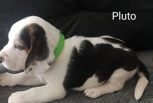 Beagle, Małopolskie, Lubasz