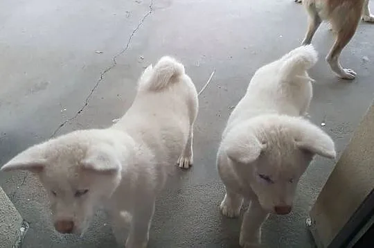 Szczenięta rasy Akita Inu