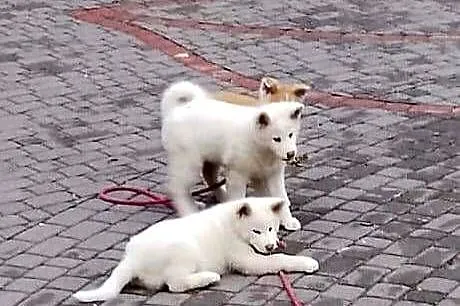 Szczenięta rasy Akita Inu, Opolskie, Namysłów