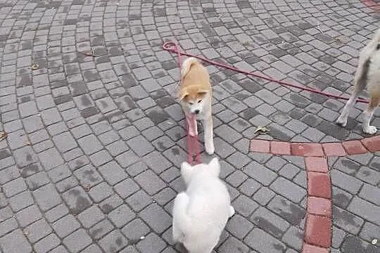 Szczenięta rasy Akita Inu, Opolskie, Namysłów