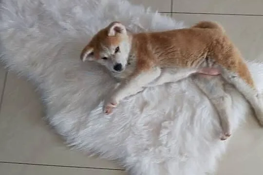 Szczenięta rasy Akita Inu, Opolskie, Namysłów